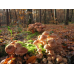 Мицелий Опенка темного / Опенок грунтовой (Armillaria ostoyae)